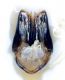 capsula genitalerid.jpg