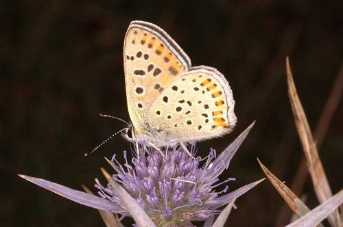 lycaena.jpg