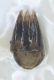 capsula genitalerid.jpg