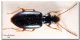 Carabidae_ Tagliavia_ 21 marzo 2004_laterale.jpg
