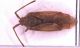 Miridae.jpg