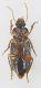 carabidae 3b.jpg