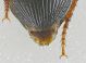 carabidae 3c.jpg