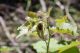 Valdevarri_10-VII-2011_CN005.JPG