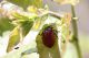 Valdevarri_10-VII-2011_CN006.JPG