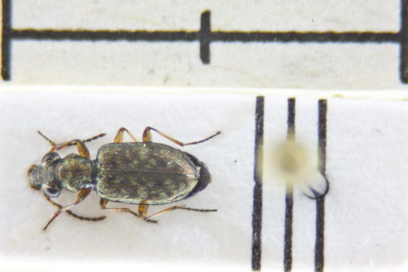 Asaphidion cfr stierlini 06.jpg