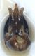 capsula genitalerid.jpg
