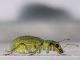 Curculionidae - Polydrusus (Chrysoyphis) formosus - 4 mm -20110708_149.jpg