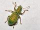 Curculionidae - Polydrusus (Chrysoyphis) formosus - 4 mm -20110708_146.jpg