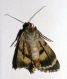 r443d 008.JPG