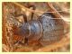 Pimelia bipunctata probabile ssp. cajetana.JPG