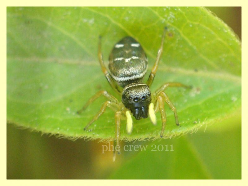 probabile Heliophanus cupreus Anzio 4.6.2011.JPG