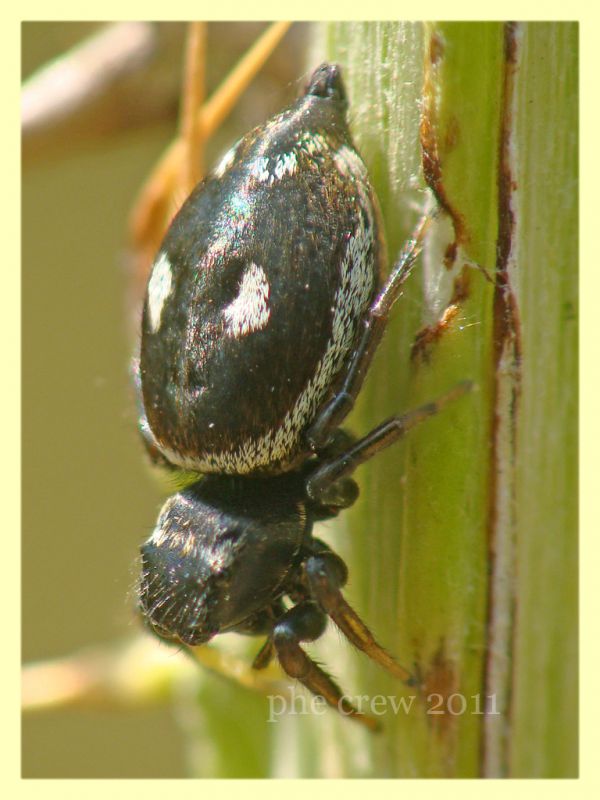 probabile Heliophanus kochi.JPG