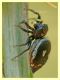 probabile Heliophanus kochi (3).JPG