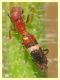 probabile Denops albofasciatus morto su Tarassaco (1).JPG