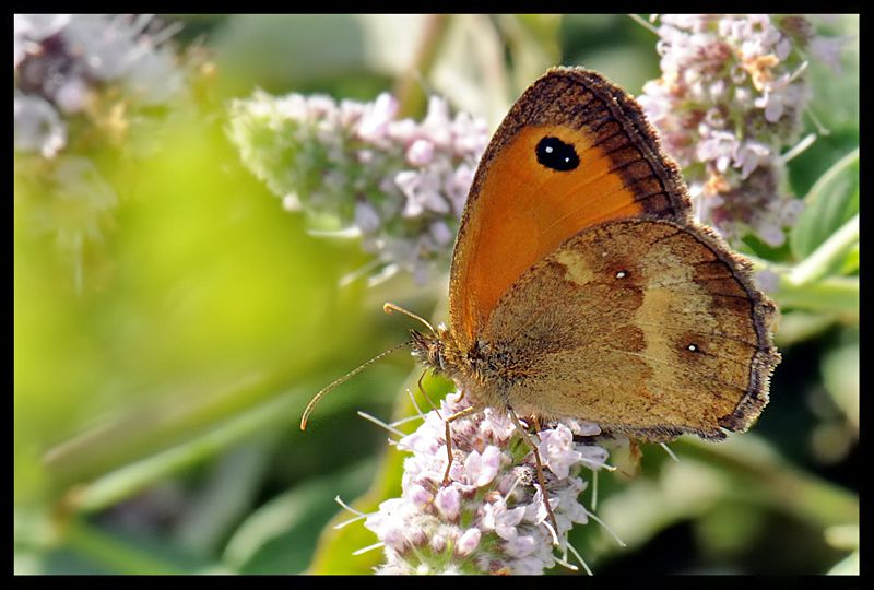 1 Pyronia tithonus.jpg