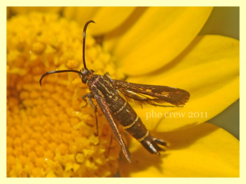 Sesiidae anzio 8.6.2011.JPG