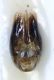 capsula genitalerid.jpg