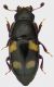 Glischrochilus-quadrisignatus--foen-5-2011.jpg