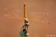 trithemis_annulata_230611.jpg