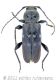 Hilotrupes bajuluswtmk.jpg