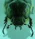 amphimallon 1.jpg