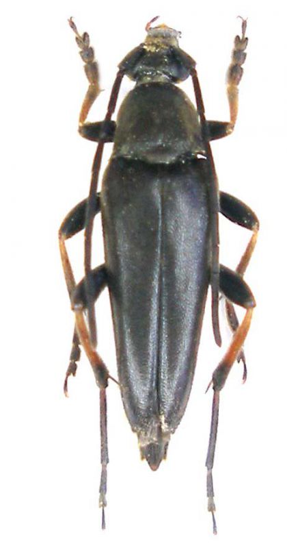 Etorofus pubescens male_Friuli_ 004.jpg