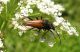Etorofus pubescens_Friuli_luglio 2011 038.jpg