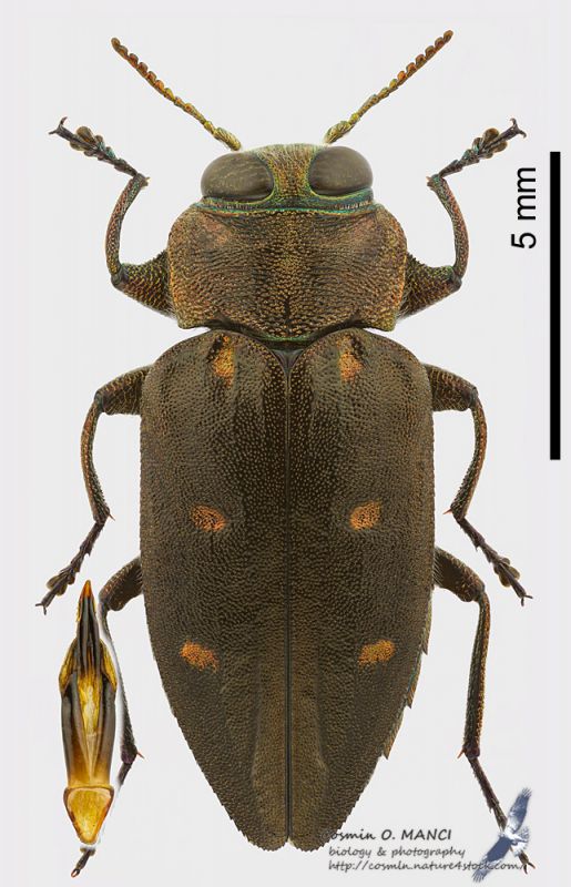 Chrysobothris_affinis_s.JPG