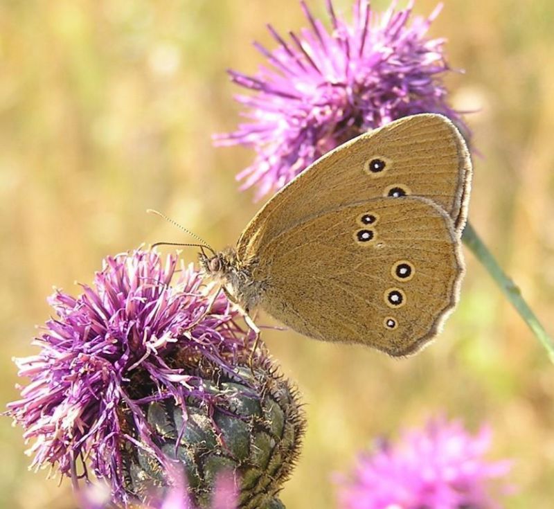 Aphantopus hyperanthus.JPG