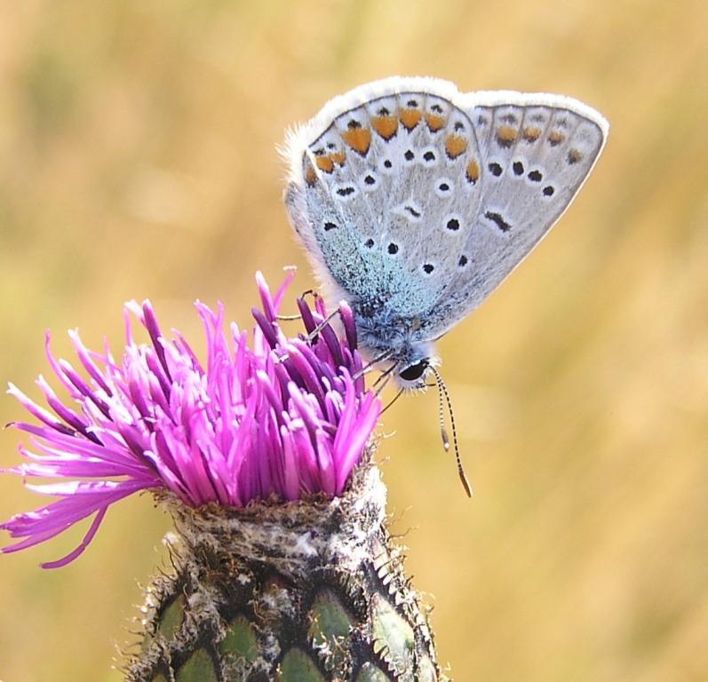 Polyommatus icarus.JPG