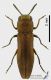 Agrilus_hyperici_s.JPG