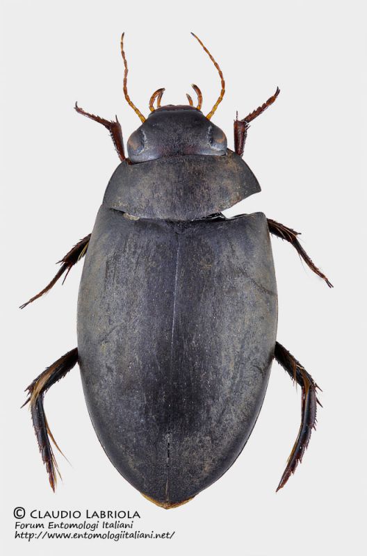 Dytiscidae_Pietrastornina_dorso_FEI_clido.jpg