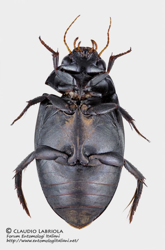 Dytiscidae_Pietrastornina_ventre_FEI_clido.jpg