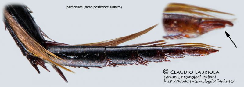 Dytiscidae_tarso_post_sx_FEI_clido.jpg