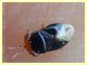 Geocoris sp. (2).JPG