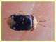 Geocoris sp. (3).JPG