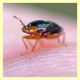 Geocoris sp. (1).JPG