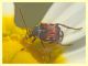 probabile Bruchidius sp. (5).JPG