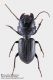 Ditomus_clypeatus_FEI_clido.jpg