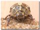 Polyphylla ragusae, femmina2.jpg