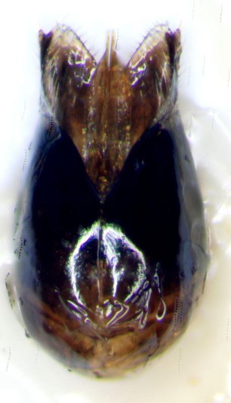 capsula genitalerid.jpg