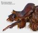 Pachypus_candidae_particolare_protorace_FEI_clido.jpg