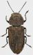 Anthaxia-sturanyi.jpg