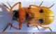 crysomelidae 008 (2)tm.jpg