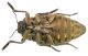 Julodis Tunceli_Turchia 2011 preparati 003.jpg