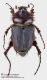 Pachypus_candidae_scuro_FEI_clido.jpg