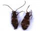 Miridae_brachittero.jpg