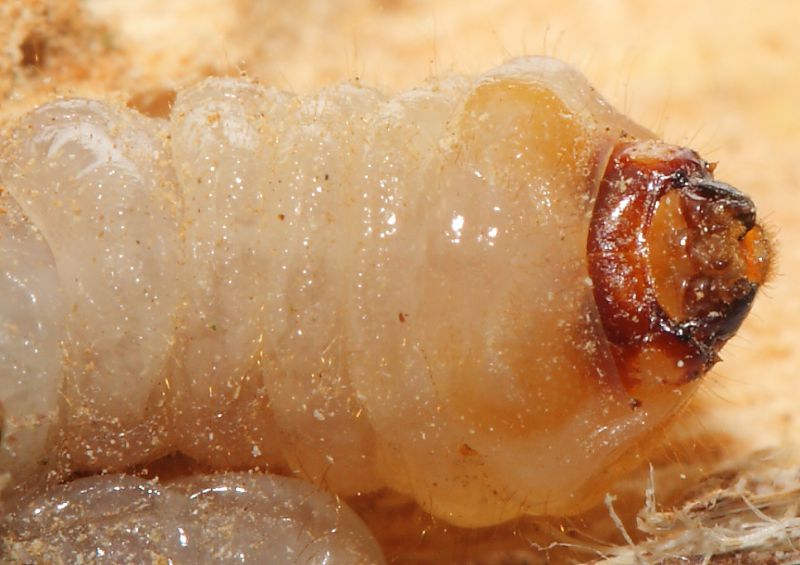 Larva Acacia59.JPG