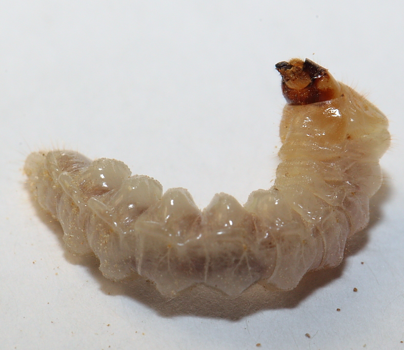Larva Acacia62.JPG